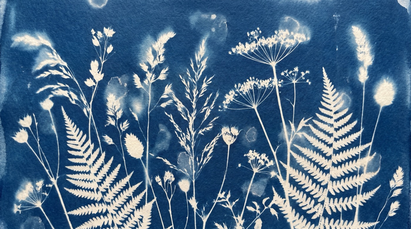 Cyanotype botanical print with white silhouettes of fern fronds, wild grasses, seed heads and umbels of cow parsley glowing against a deep Prussian blue ground